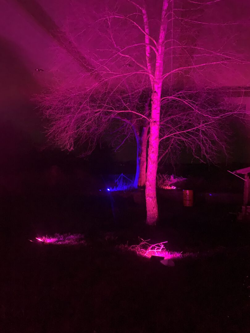 Baum im Garten, nachts pink angestrahlt